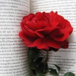 Book & rose