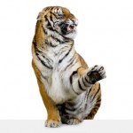 bigstock_Tiger_Snarling_1282406